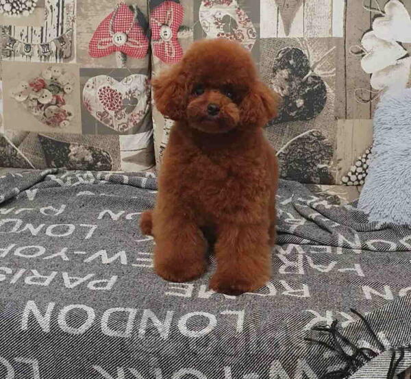 Teddy bear toy PUDLE – malene, prelepe