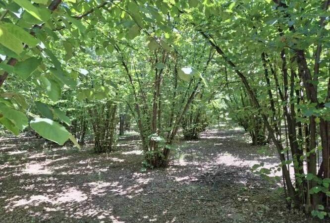 Poljoprivredno zemljište 6140m2 - Smederevska Palanka - Baničina