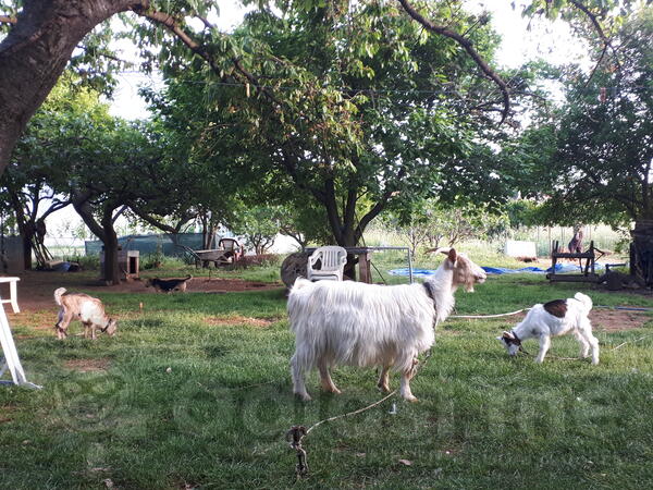 Koza sa dvoje jaradi