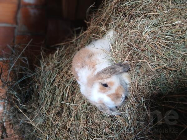 Mini lop ukrasni zečići izuzetni kućni ljubimci 