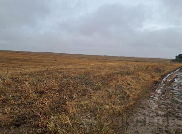 Poljoprivredno zemljište 45000m2 - Irig - Neradin