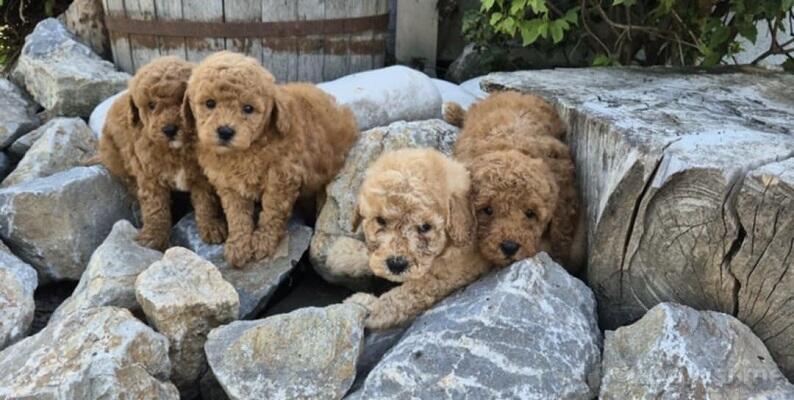 Maltipoo štenci 