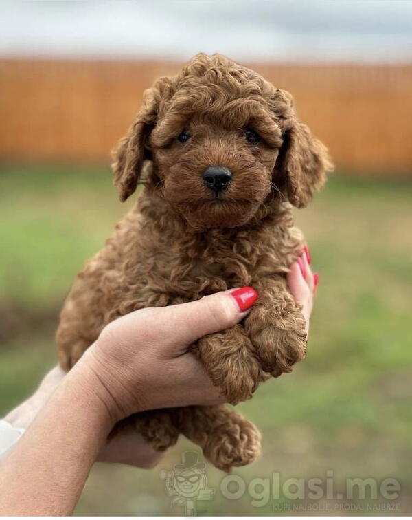 Crvena toy patuljasta PUDLA devojcica cena 450€