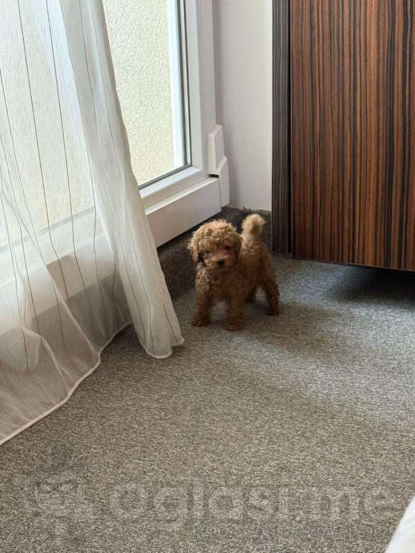 Prodajem mini Toy pudlu