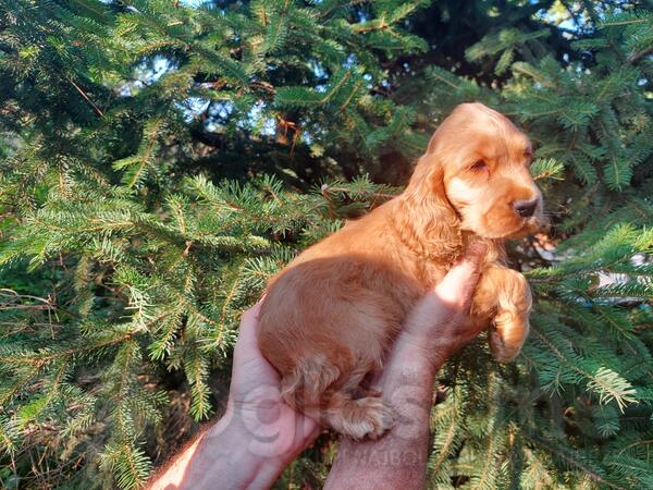 Štene koker španijel