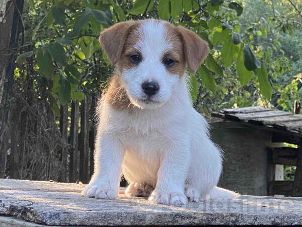 Dostupni oštrodlaki štenci dzek rasel terijera