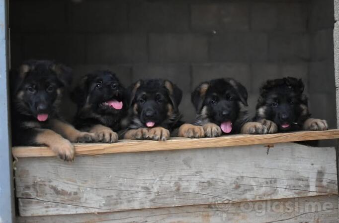 Njemački ovčar - štenad na prodaju 