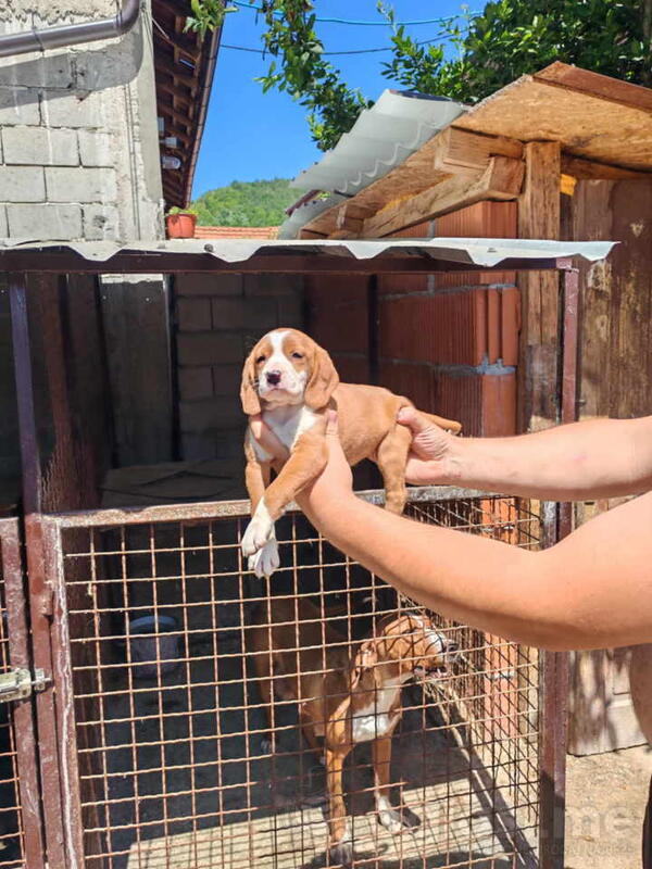 POSAVSKI GONIŠ štenci