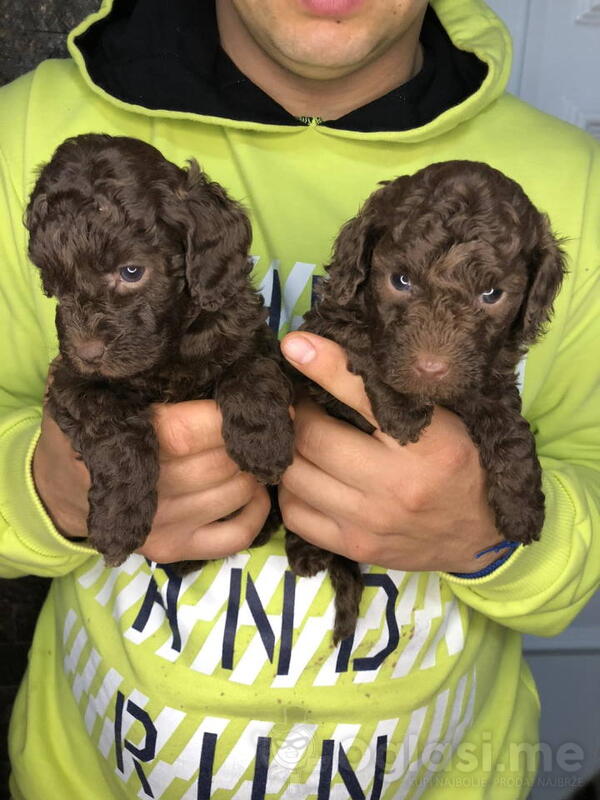 Braon pudle - čokoladne