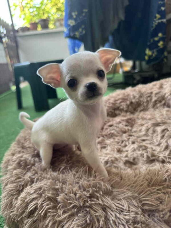 Čivava štenad prelepa  Chihuahua apple head  