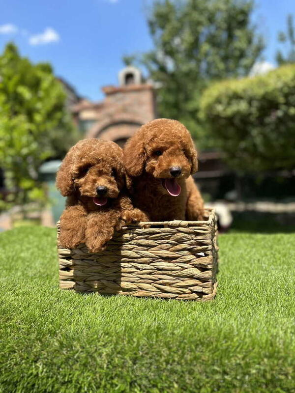 U ponudi crvene patuljaste pudle