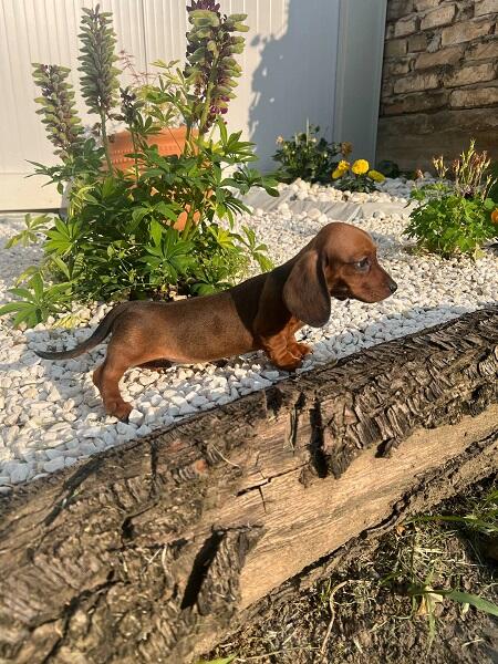 Jazavičari kratkodlaki štenci vrhunskog kvaliteta 