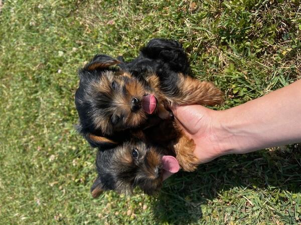 Prodajem STENAD JORKSIR TERIJERA-jorki