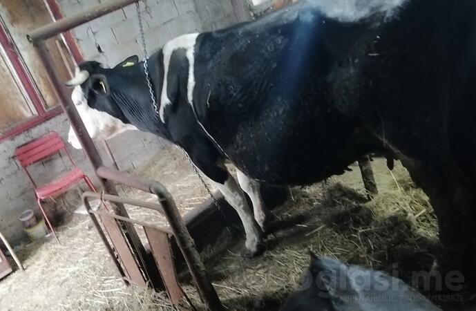 Prodajem mlade steone krave ,Nikšić 067894848