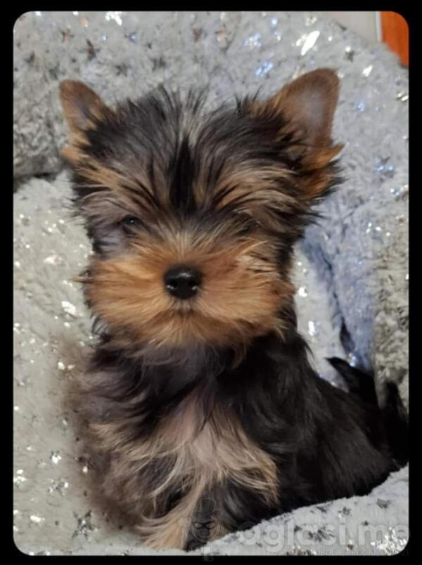 Biver terijer, biewer, jorksirski terijer, mini jorki