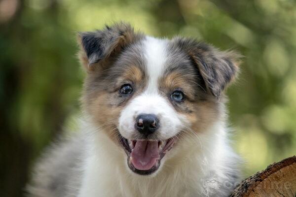Border koli - Border collie, štenad  