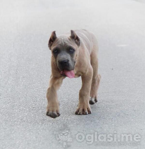 Cane Corso vrhunski štenci 