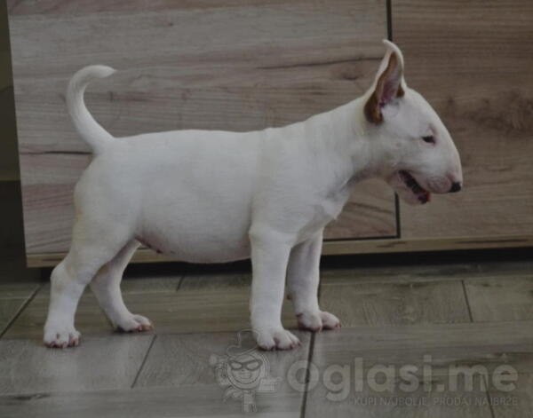 BULL TERRIJERI 