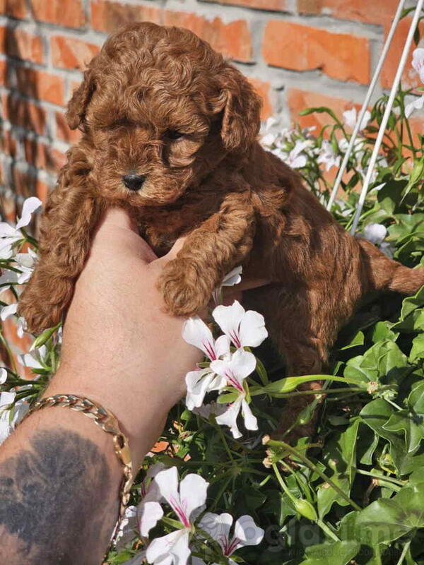 Teddy bear toy PUDLE  