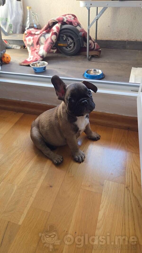 Francuski Buldog
