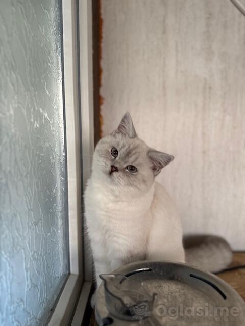 Prelepi dečak sa plavim očima