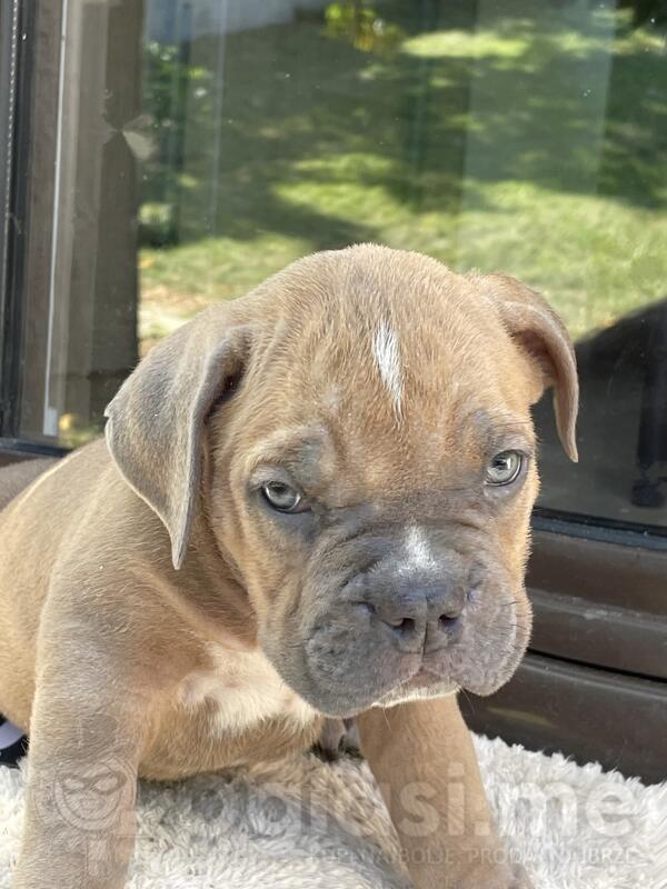 American bully XL/XXL