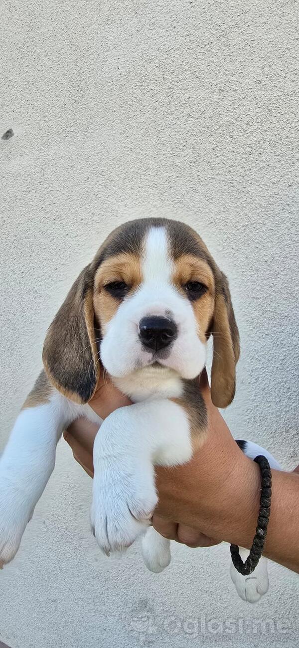 Bigl prelepi štenci