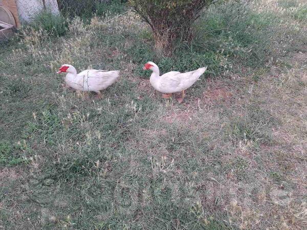 Patke od 10 do 25 
