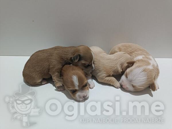 Havanski bišon štenci