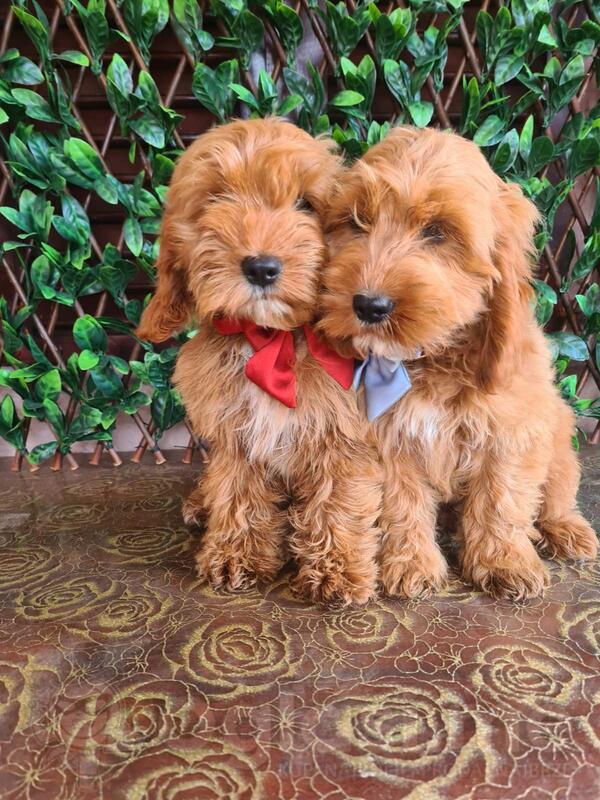 Labradoodle prelepi štenci