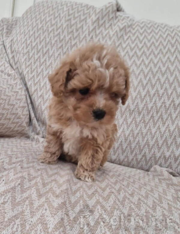 Prodajem preslatke kuce MALTIPOA