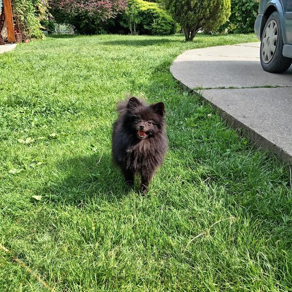 Pomeranac 