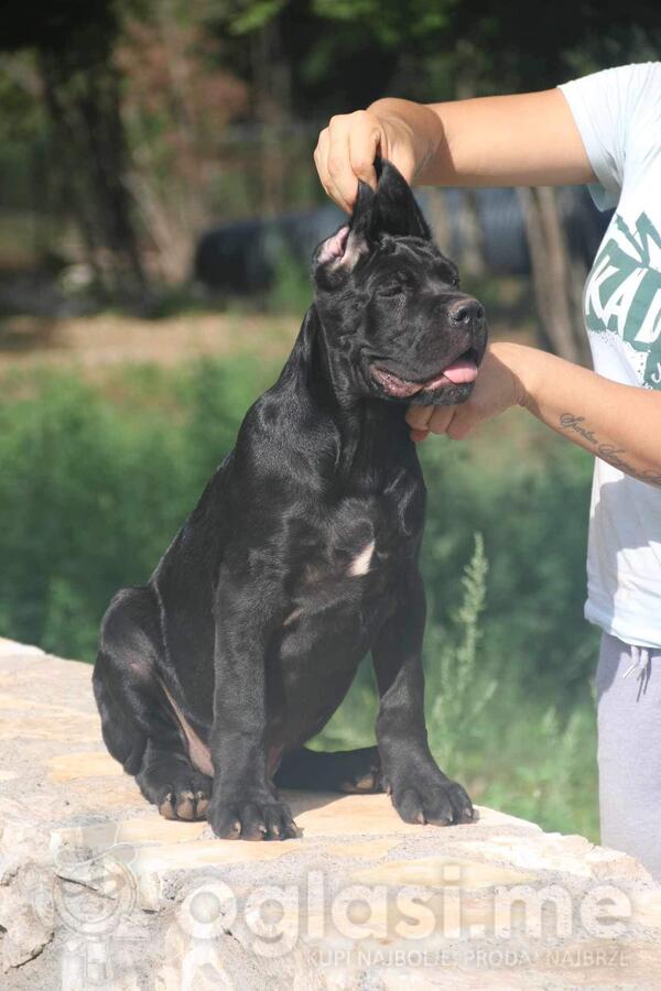 Cane corso