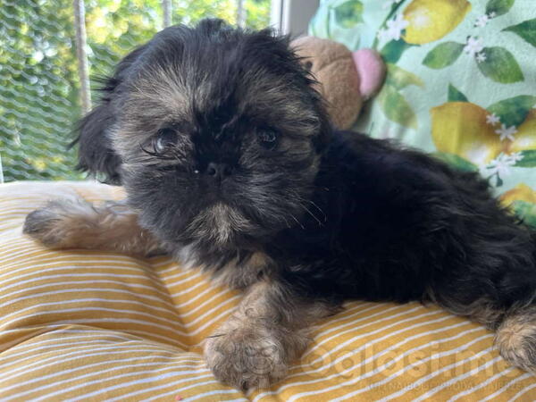 Predivni štenci ši cu rase spremni za nove porodice