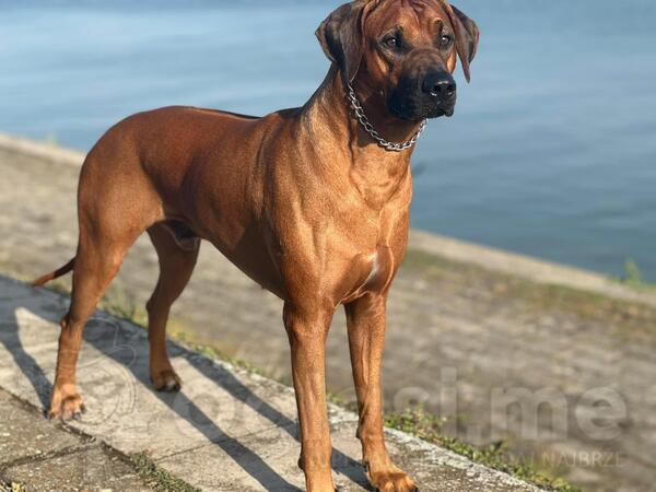 Rodezijski ridzbek slobodan za parenje