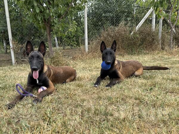 Belgijski ovcar malinoa 