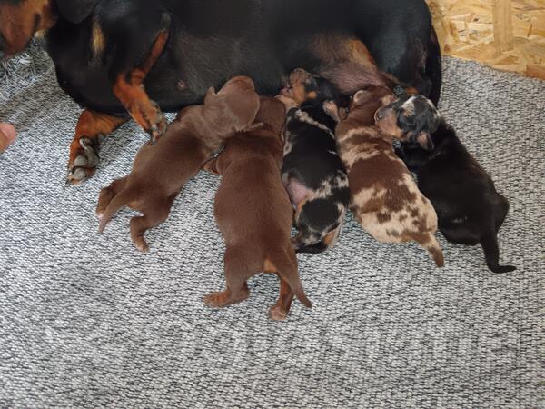 Patuljasti jazavicari