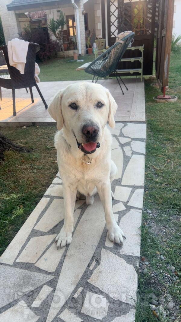 Tražim ženku za parenje s mojim labradorom