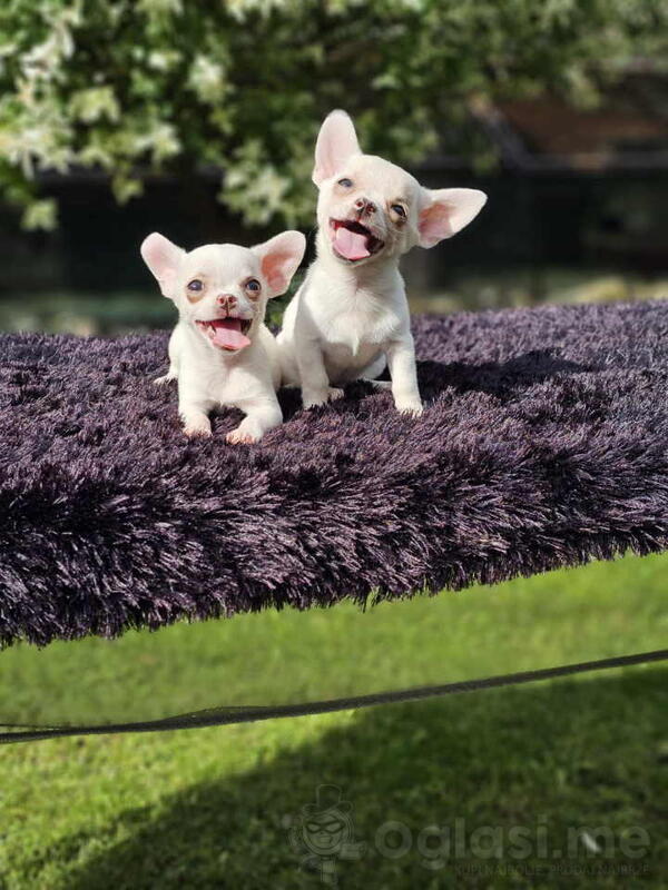 U ponudi Mikro civave