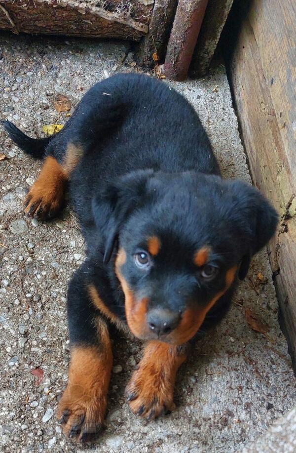 Prodajem stene rotwailera