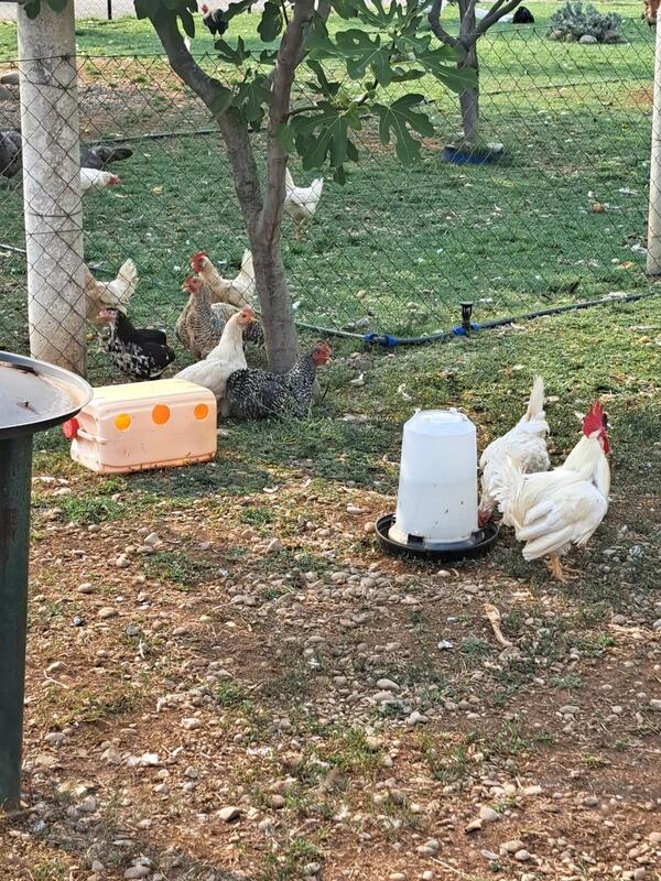 Prodajem 3 mlada pijetla