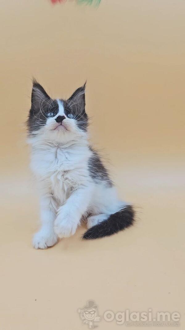 RIHANA zenka Maine Coon vrhunsko mace