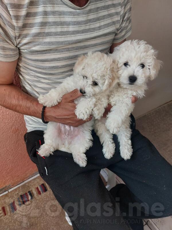 Prodajem dva muska kovrdzava bisona