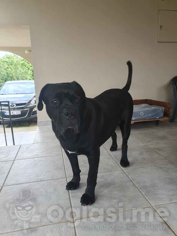 Traži se ženka za parenje.Cane corso.