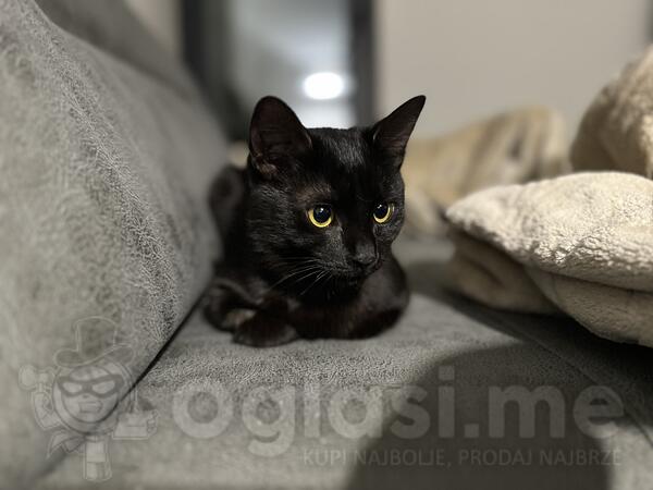Poklanjam mačku