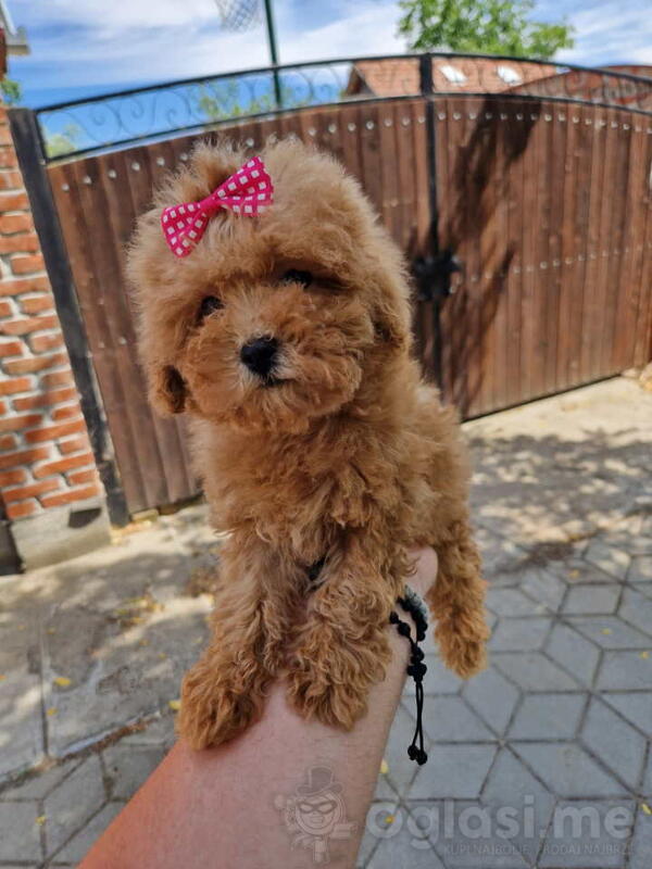 TOY PUDLE 