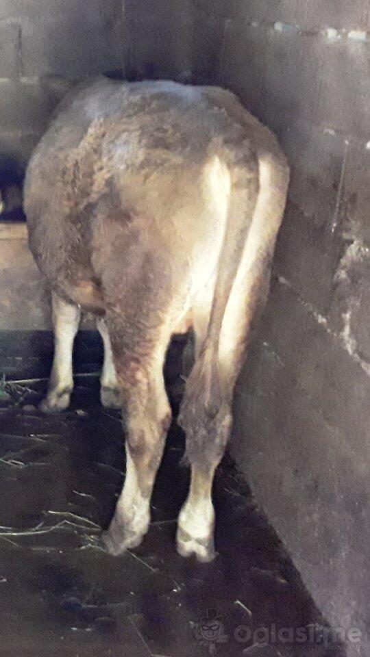 Tele! Siva Austriska Rasa. 