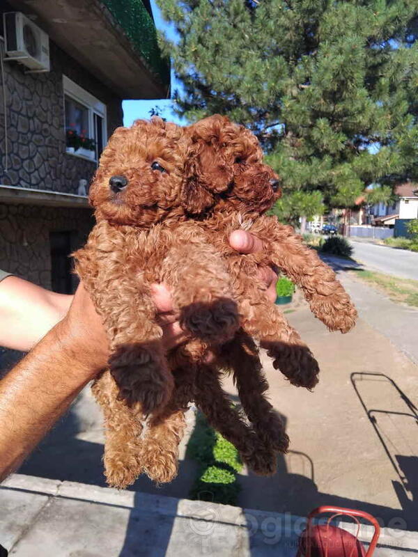 Na prodaju stenci patuljaste PUDLE