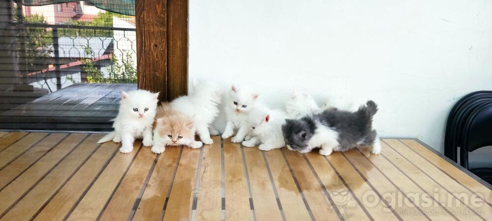 Prodajem persijske macice