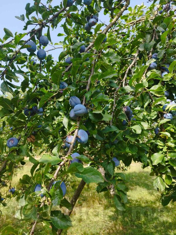 Organske šljive na prodaju